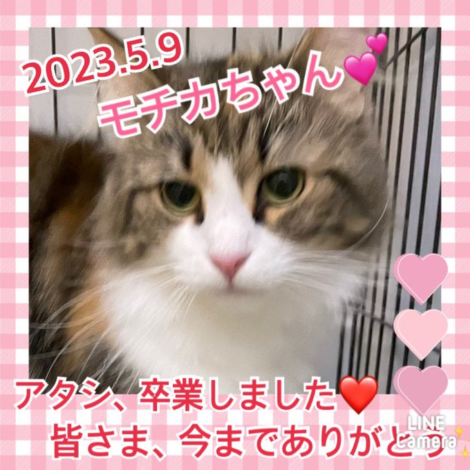 ★モチカ★2023,5,5ー2023,5,9【保護犬カフェ天神橋店】